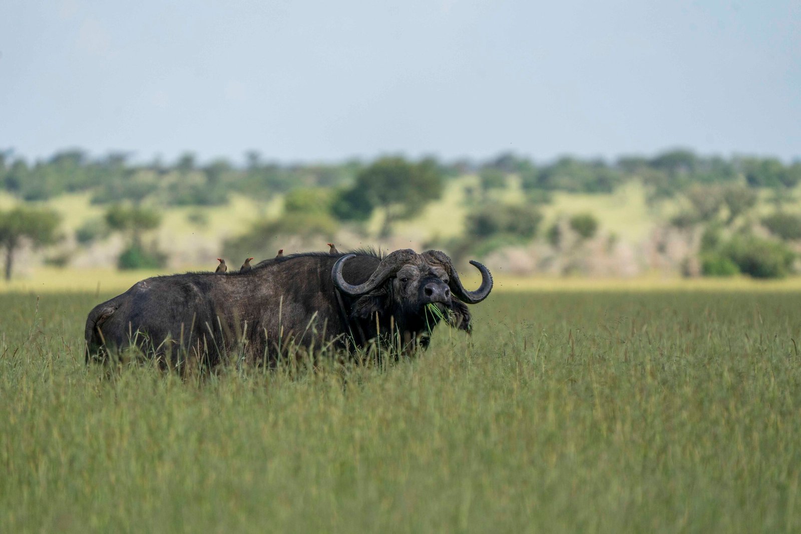 Serengeti Simba - Wildlife -1