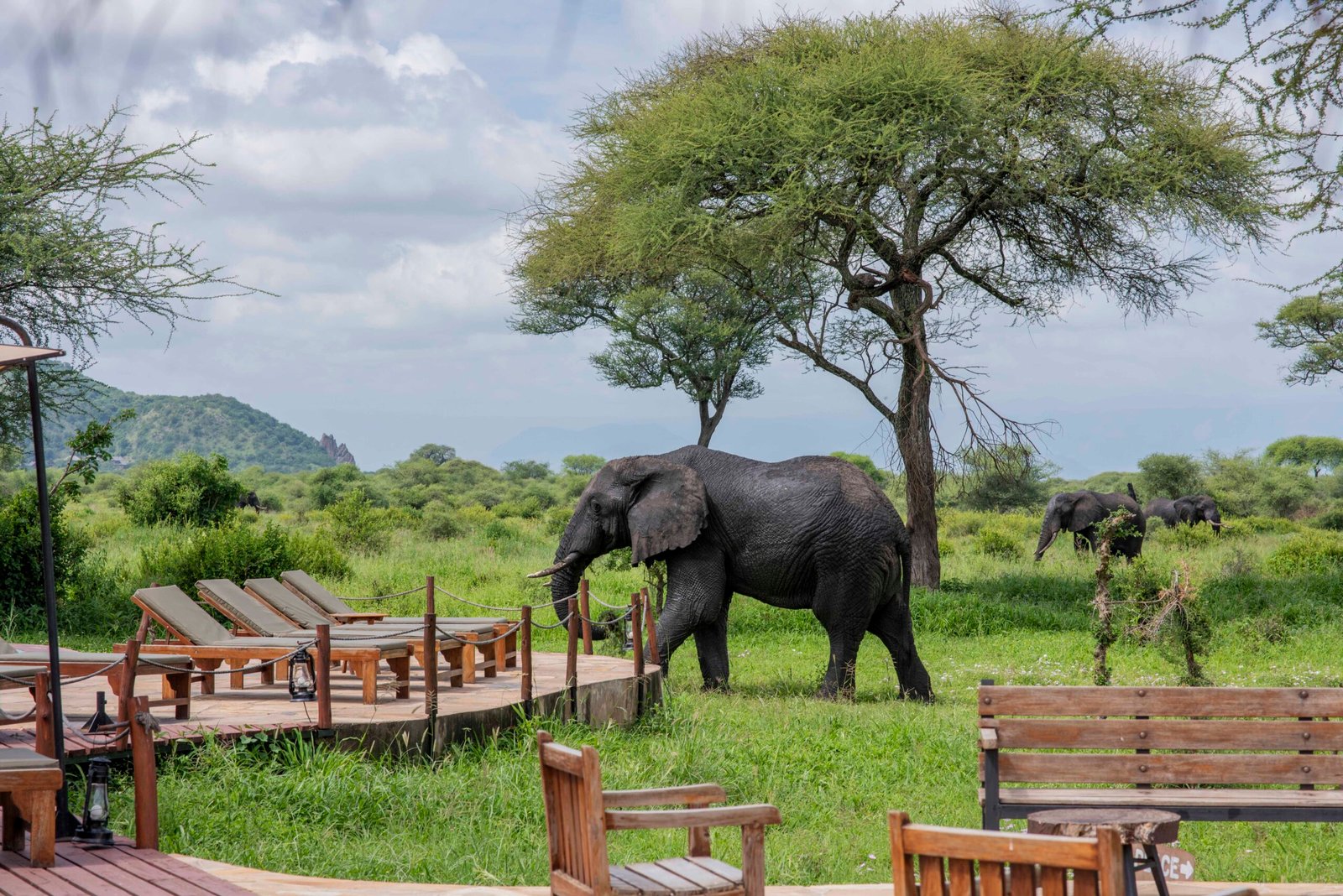 Tarangire Simba - Wildlife Near Camp -91